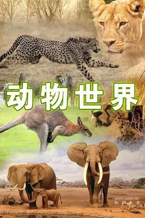 动物世界(赵忠祥版) 共107集封面