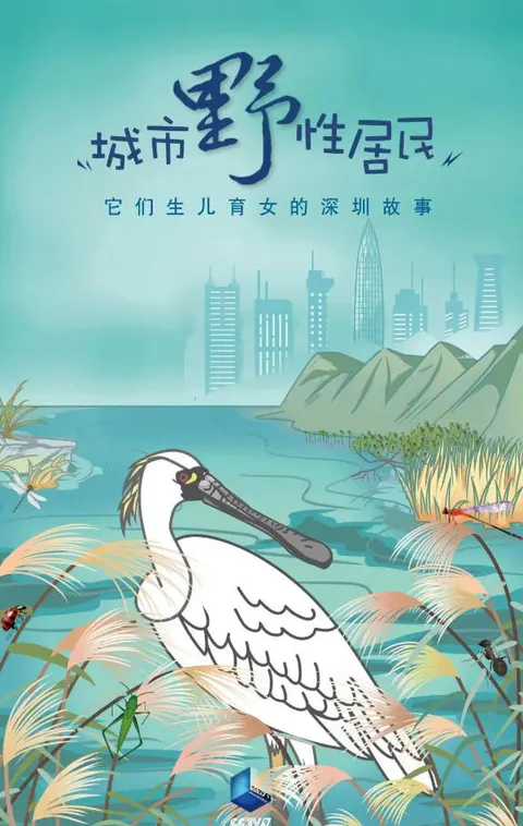 城市野性居民 2024封面